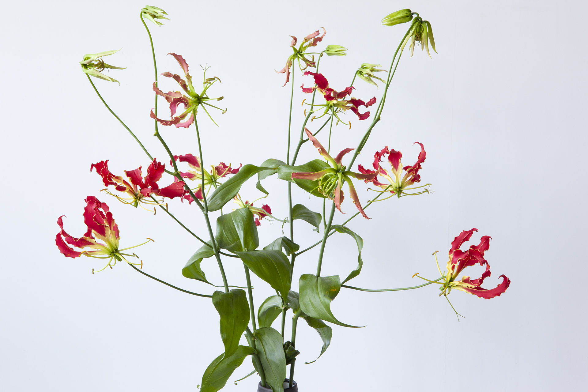 高知の花応援プロジェクト いけばな草月流